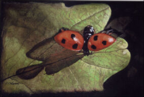 Coccinelle