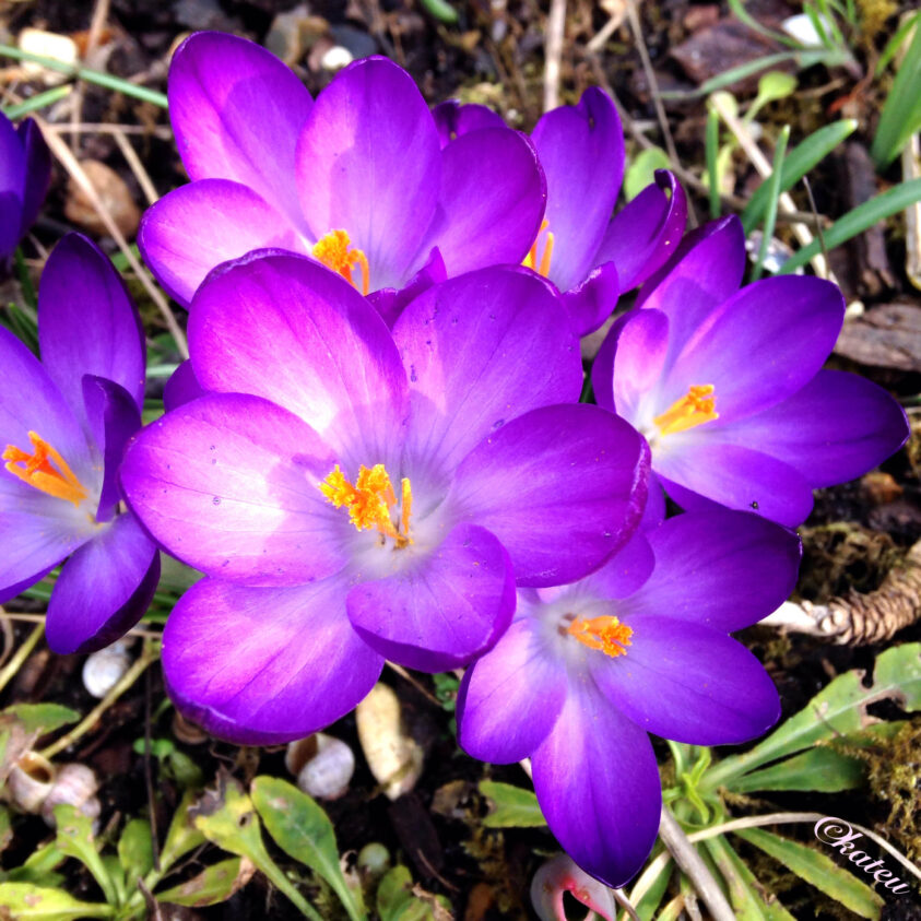 crocus violets