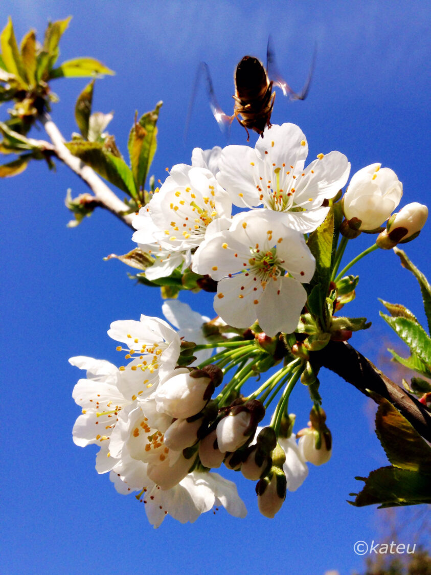 fleurs cerisier et abeille