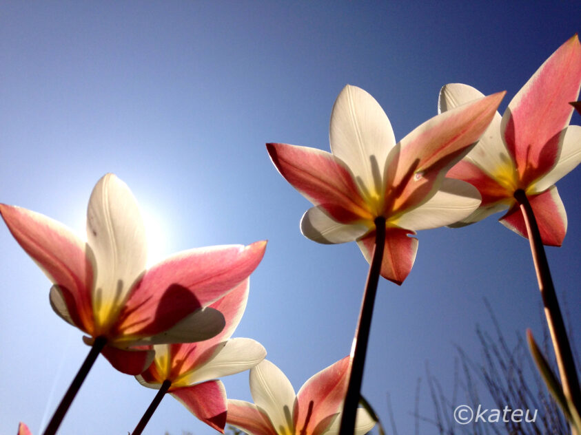 tulipes looking up