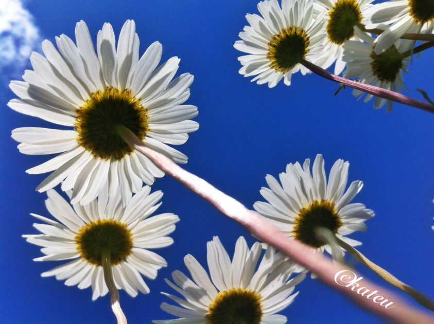 marguerites