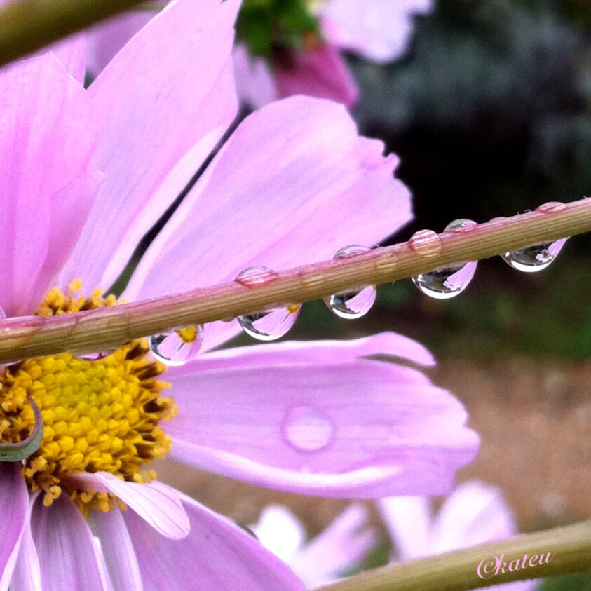 cosmos gouttes d'eau
