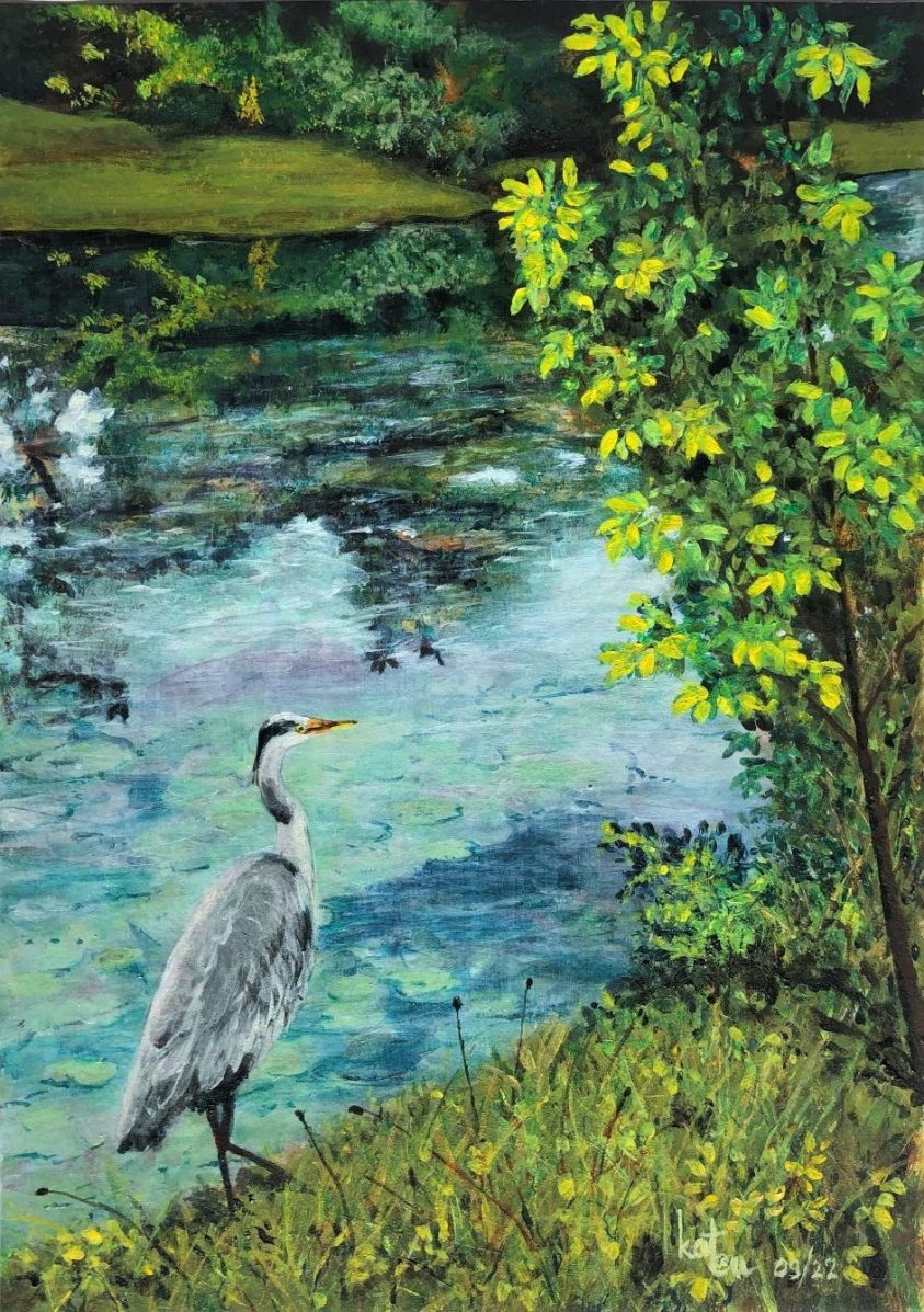 Heron-héron-au-bord-de-l-eau