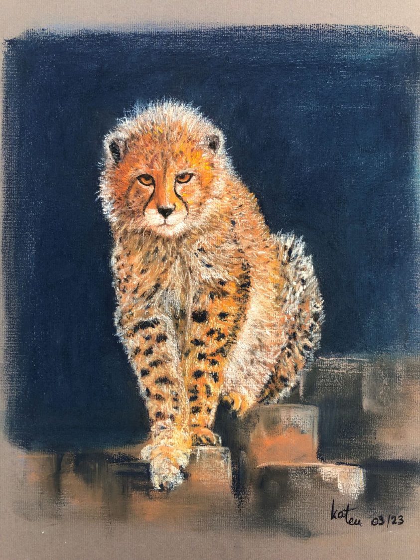 Pirouz-guepard dAsie-babycheetah